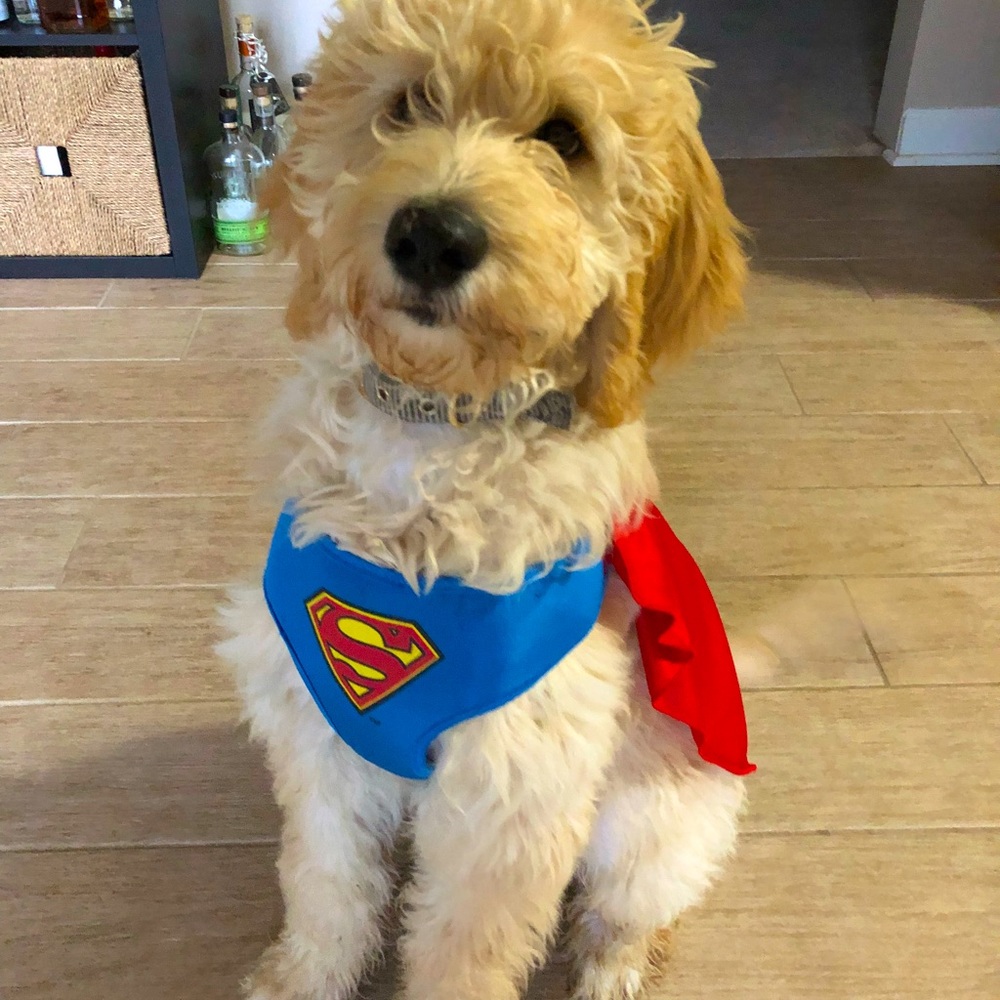 Superman puppy harness